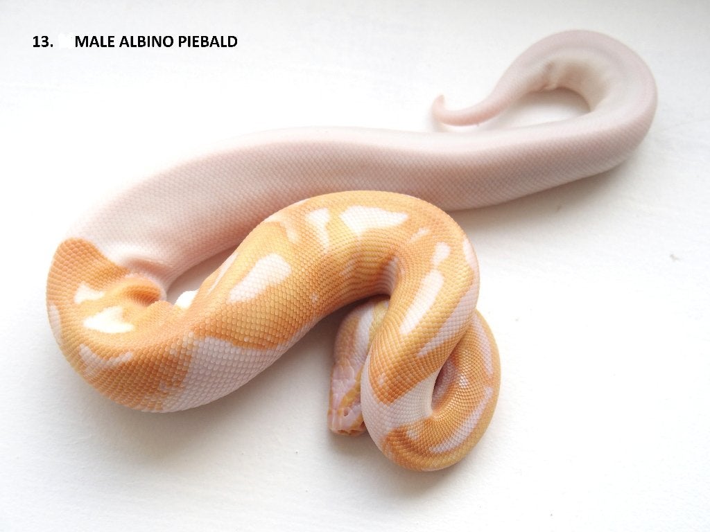 Koningspythons nakweek 2026 Ball Python photo 13