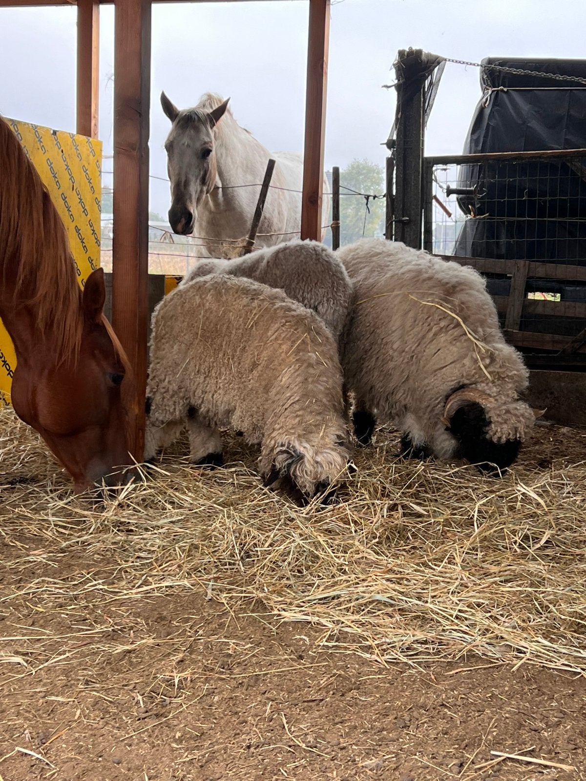 Onverwant koppel wallisers, Plusieurs animaux, Mouton, 0 à 2 ans