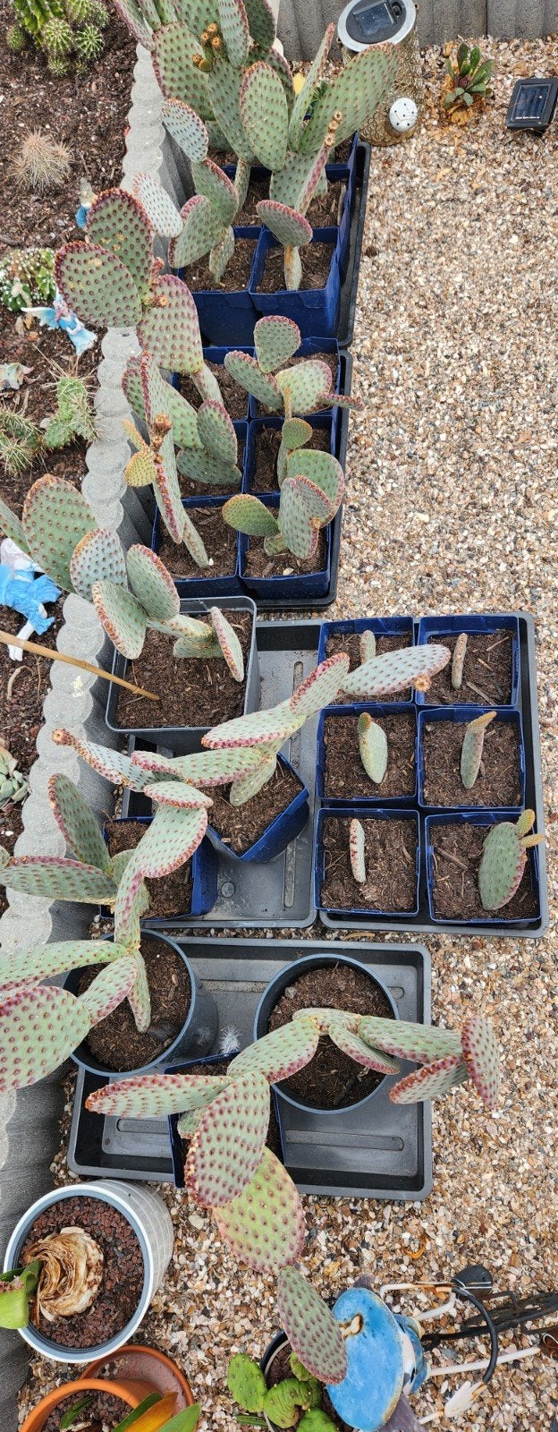 opuntia cactus, Bloeiende kamerplant, Ophalen, Cactus, Volle zon
