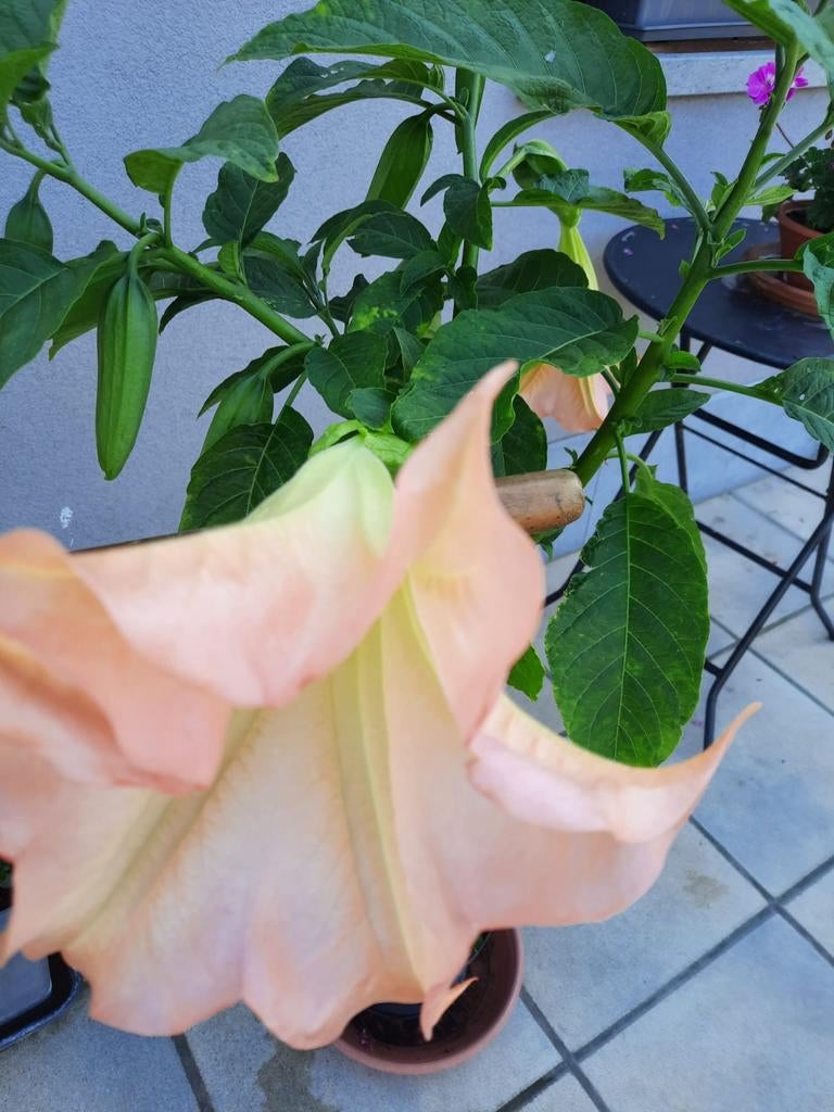 roze brugmansia, Tuin en Terras, Planten | Tuinplanten, Ophalen, Zomer, Vaste plant, Halfschaduw