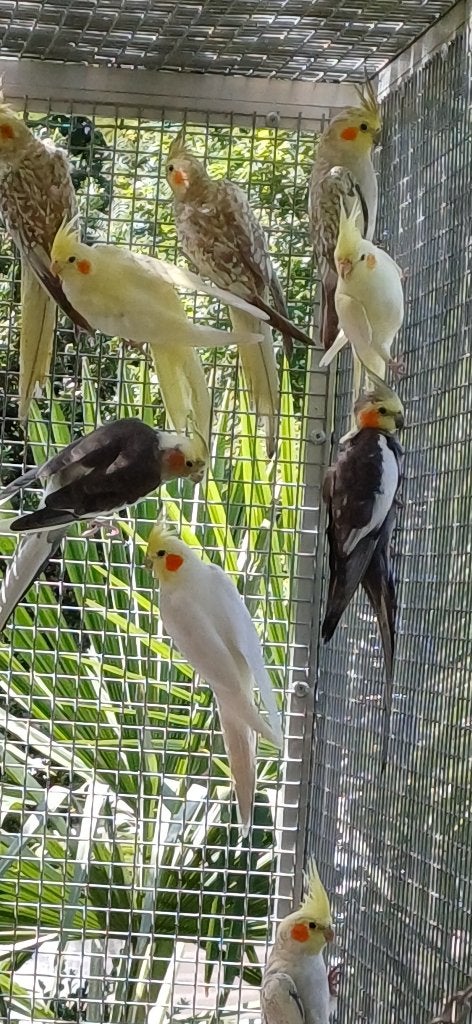Vogels-Valkparkieten, Dieren en Toebehoren, Vogels | Parkieten en Papegaaien, Geslacht onbekend, Parkiet