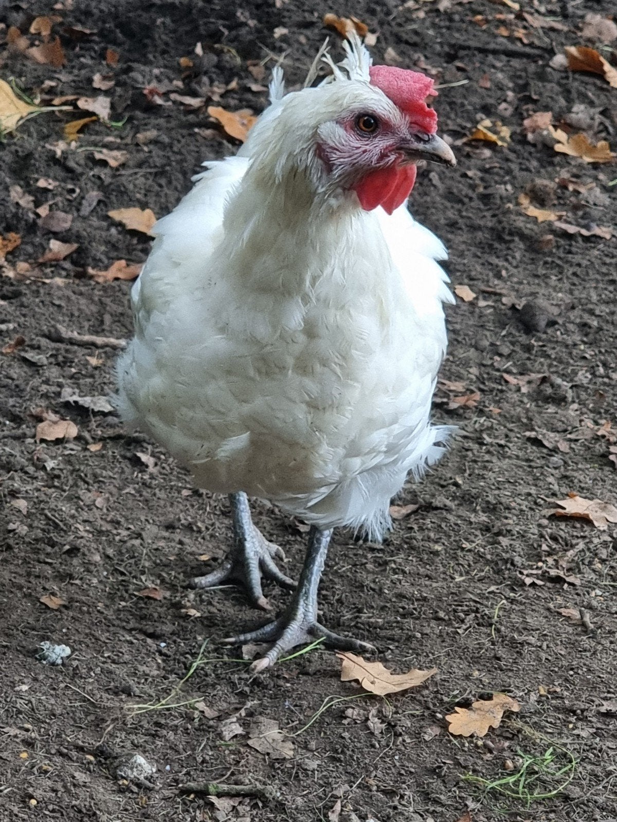 Poule de Bresse haan met twee hennen en twee bruine legkippe, Dieren en Toebehoren, Meerdere dieren, Kip