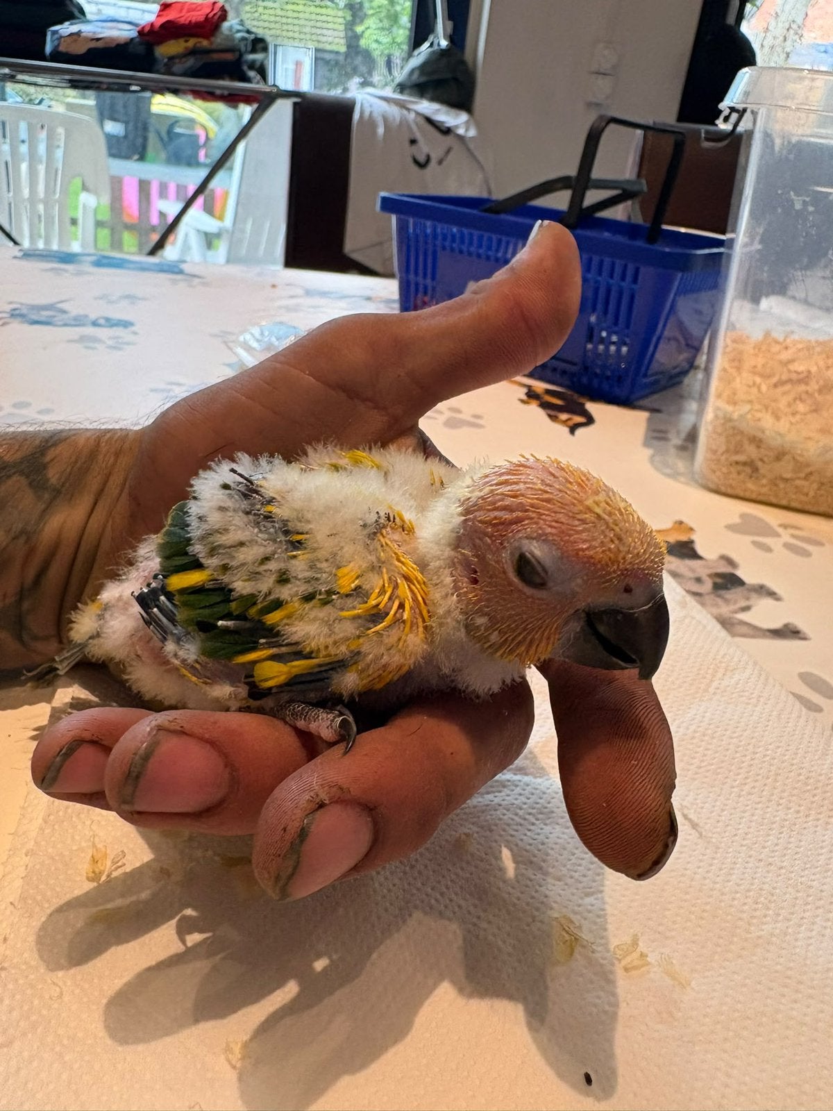 jonge tamme zonparkieten, Dieren en Toebehoren, Geslacht onbekend, Parkiet, Tam
