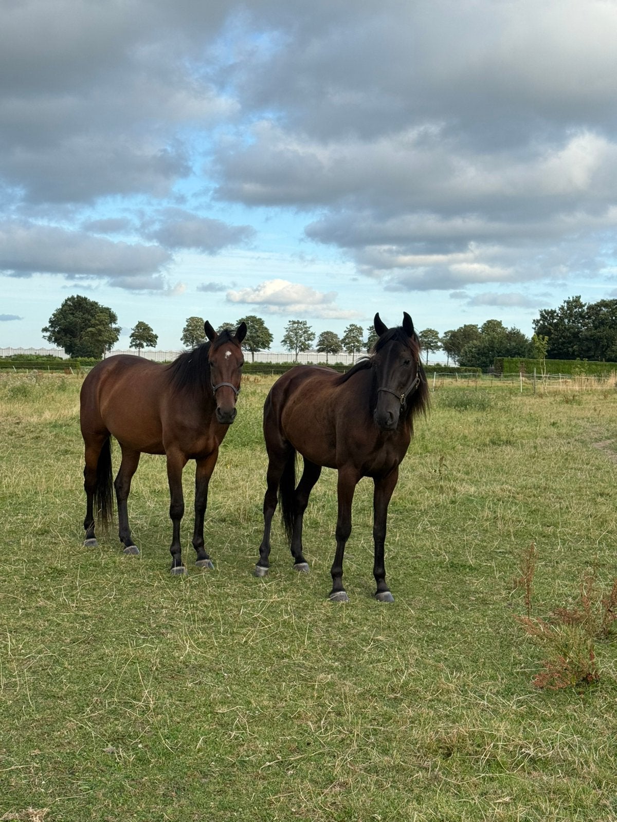 Koers Draver, Dieren en Toebehoren, Paarden, Ruin, 160 tot 165 cm