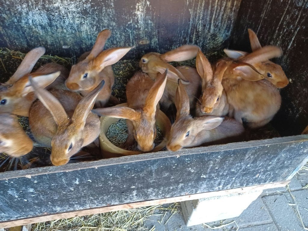 Belgische haaskonijntjes raszuiver., Meerdere dieren, Groot, 0 tot 2 jaar