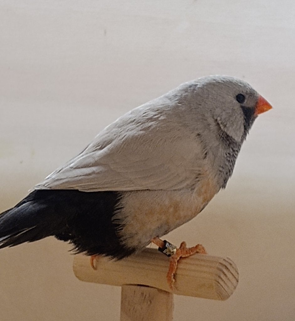 koppel bleekrug charcoal zebravinken, Dieren en Toebehoren, Vogels | Overige Vogels, Meerdere dieren, Tropenvogel, Tam