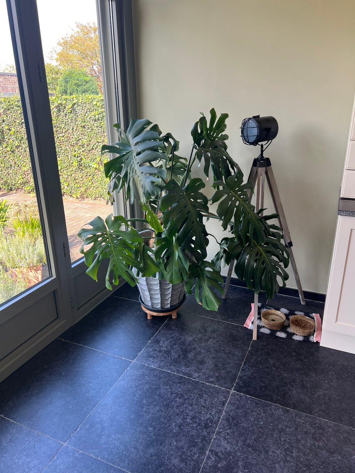 Grote Monstera kamerplant inclusief bloempot, Ophalen, Halfschaduw
