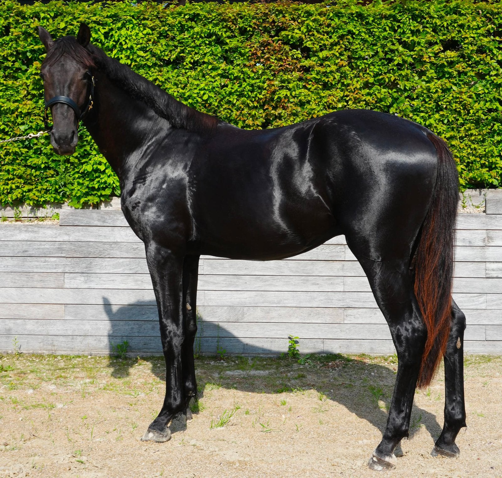 Dressuurhengst, Animaux & Accessoires, Chevaux, Vacciné
