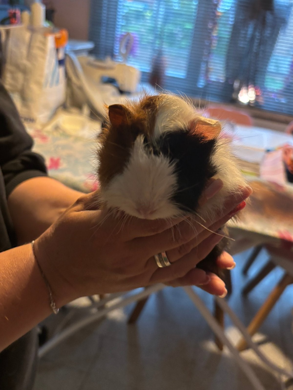 Vrouwelijke cavia’s, Ophalen, Nieuw, Overige typen, Cavia