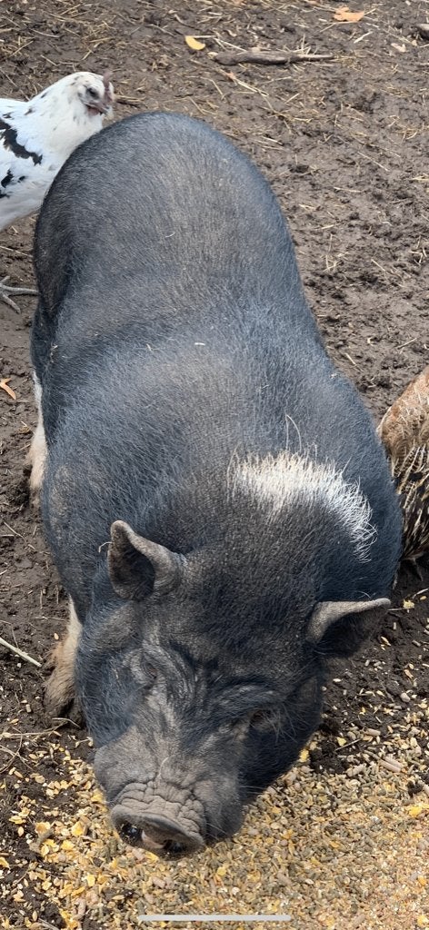 Mini varkens, Dieren en Toebehoren, Mannelijk, Varken, 0 tot 2 jaar