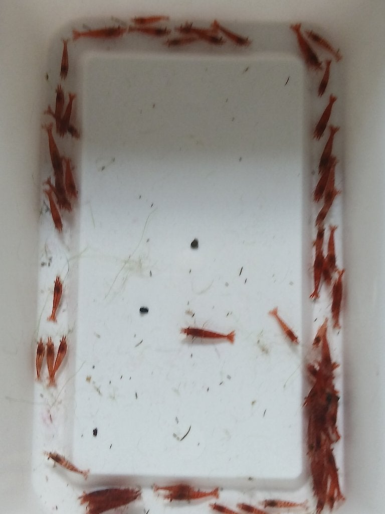 Fire Red Neocardina, Dieren en Toebehoren, Kreeft, Krab of Garnaal, Zoetwatervis, Schoolvis
