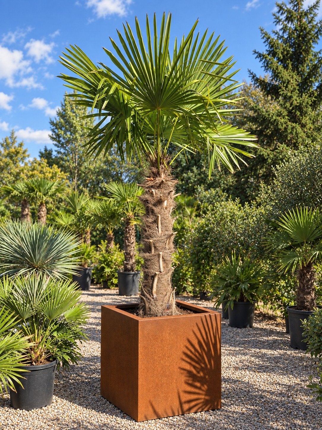 Palmboom Trachycarpus Fortunei In cortenstaal plantenbak, Jardin & Terrasse, Plantes | Arbres, Enlèvement, Palmier