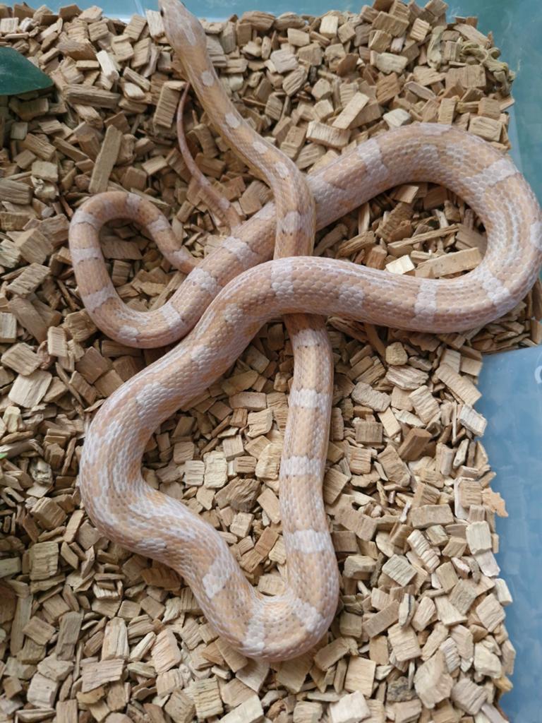 Korenslang koppel, Animaux & Accessoires, Serpent, Domestique, 3 à 6 ans