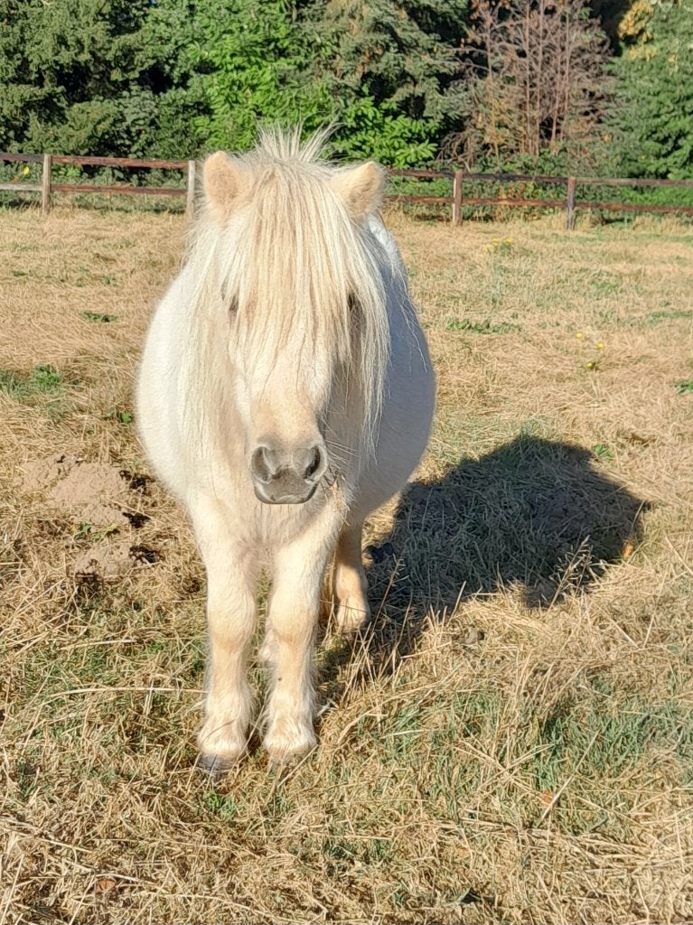 stamboek shetland merrie, Merrie, Met stamboom