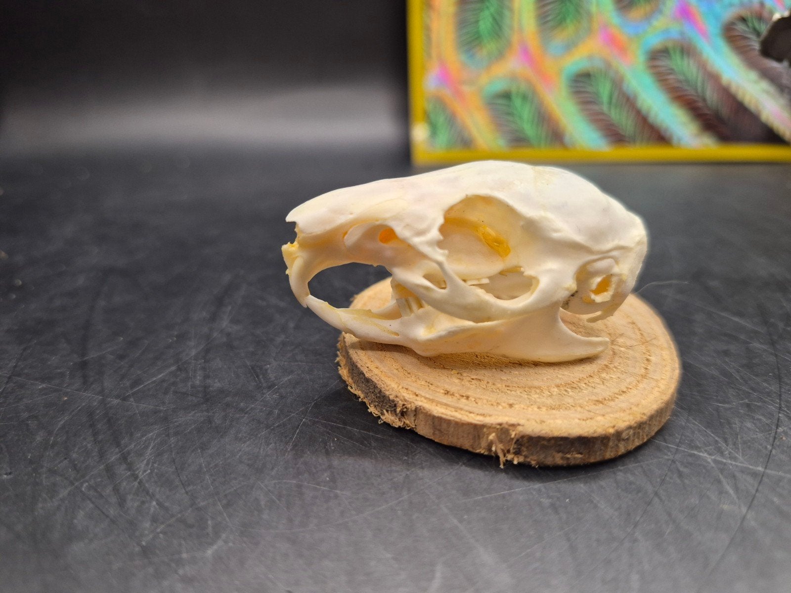 Crâne Cavia porcellus cabinet de Curiosités, Enlèvement ou Envoi, Crâne