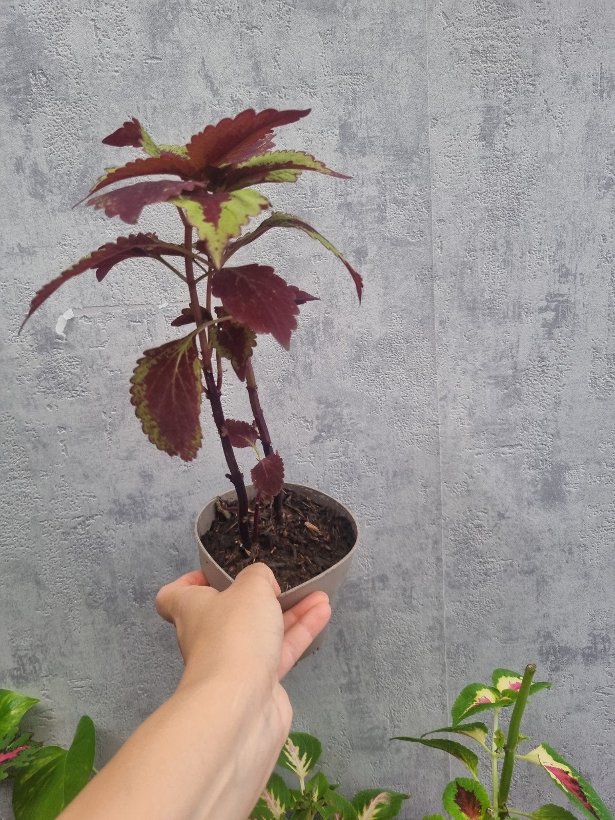 Plant te koop 5 ero, Enlèvement