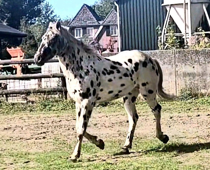 Appaloosa 2 jarig hengst, Dieren en Toebehoren