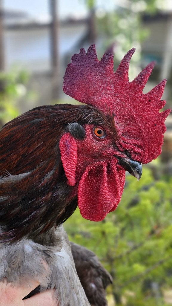 Ik bied een jonge haan ter adoptie aan., Dieren en Toebehoren, Mannelijk, Wildzangvogel, Tam