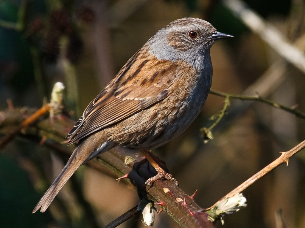 Gezocht heggemussen, Dieren en Toebehoren, Meerdere dieren, Wildzangvogel, Geringd
