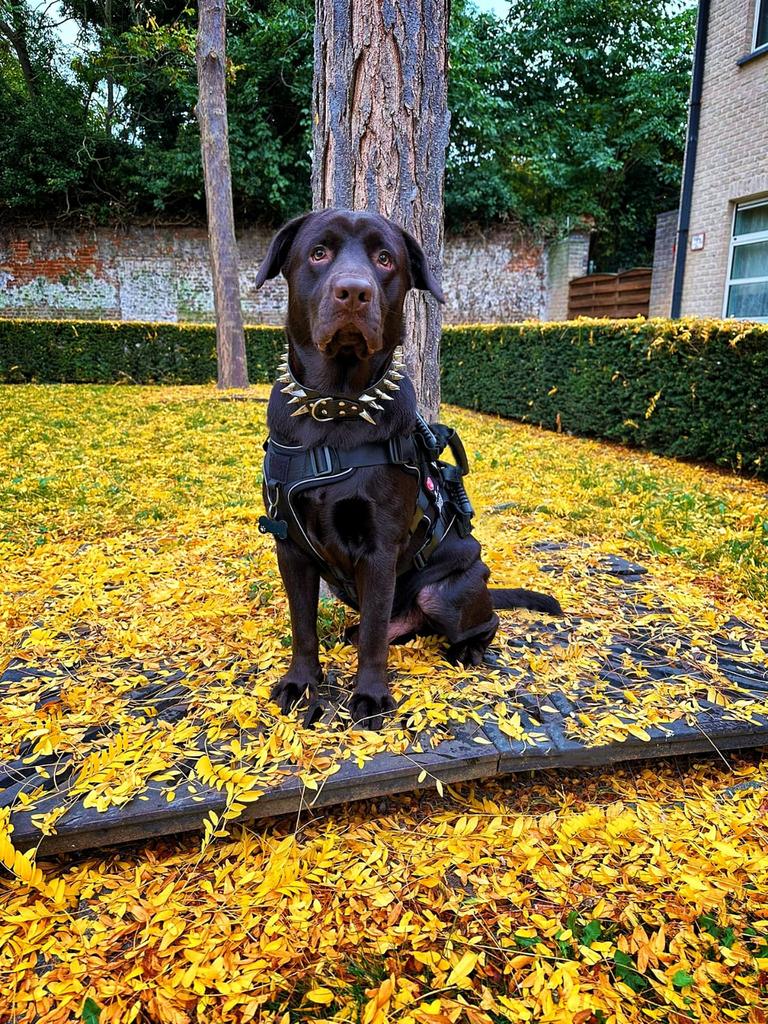 Labrador Retriever, 1 tot 2 jaar, Eén hond, Nederland, Particulier