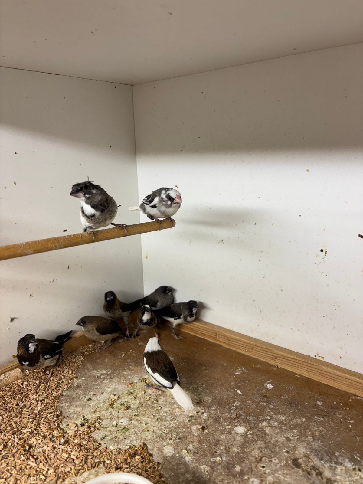 Japanse meeuwen als pleegouders, Dieren en Toebehoren