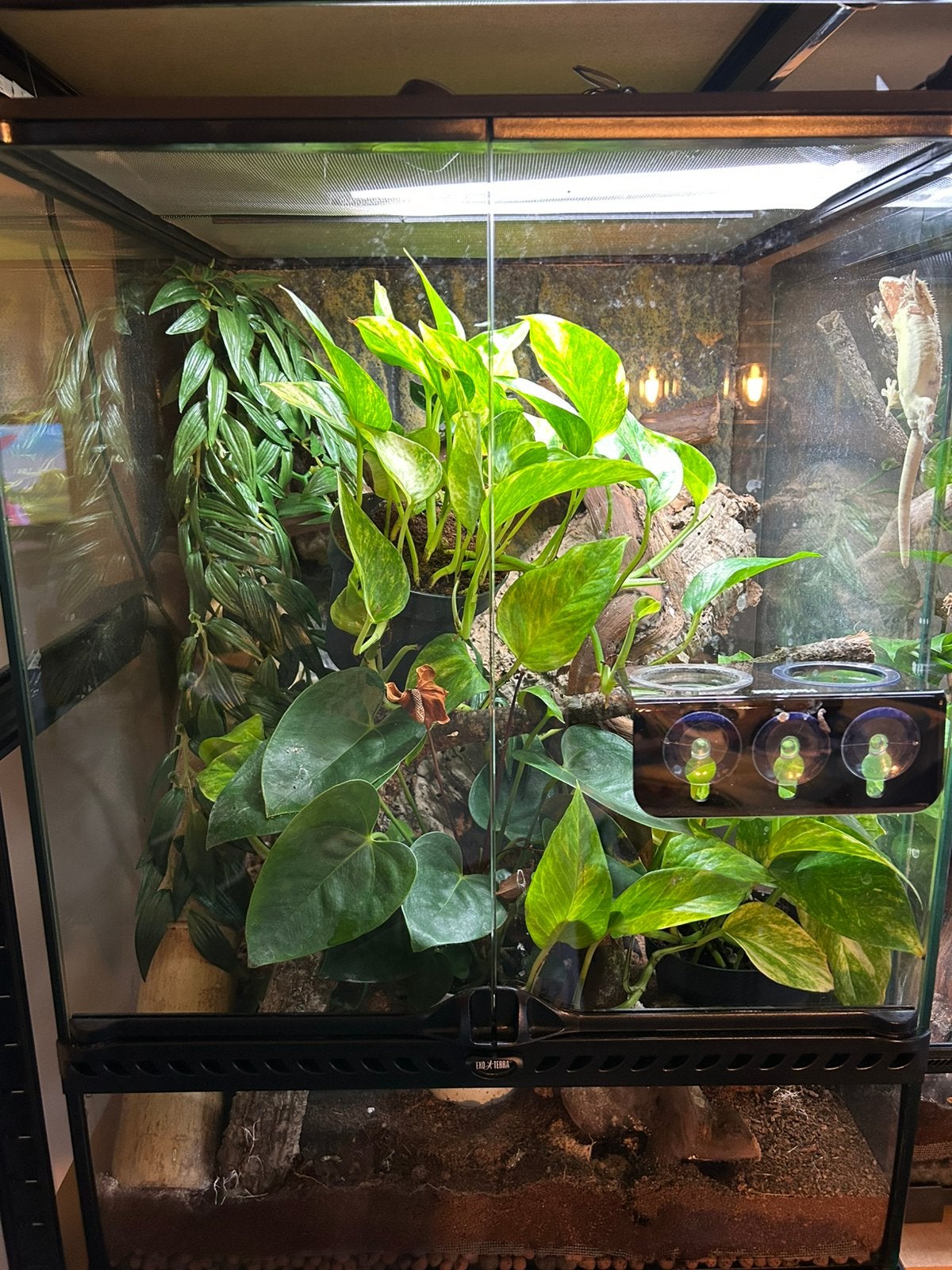 Exo terra terrarium + wimpergekko, Enlèvement, Comme neuf, Terrarium ou Paludarium