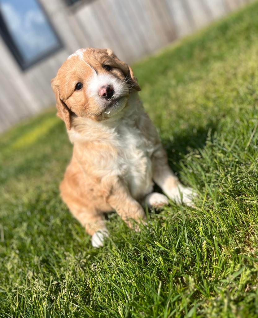 Medium goldendoodle pups, Dieren en Toebehoren, België, 8 tot 15 weken, Meerdere, Meerdere dieren