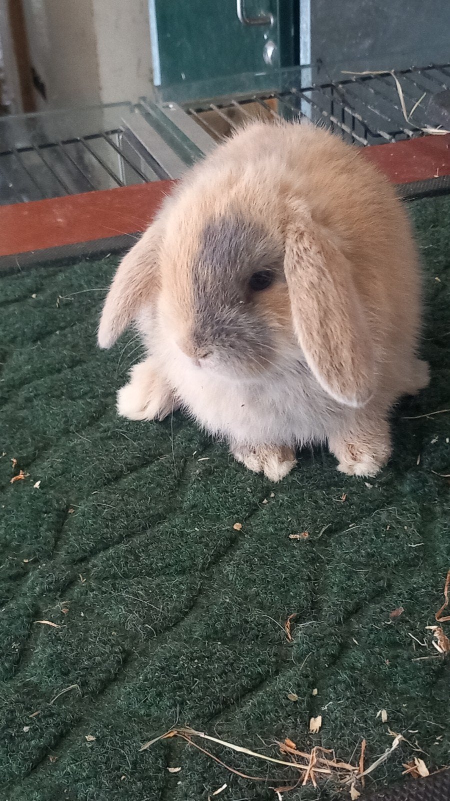Nederlands hangoortje minilop te koop voedster en2 rammelaar, Dieren en Toebehoren, Konijnen