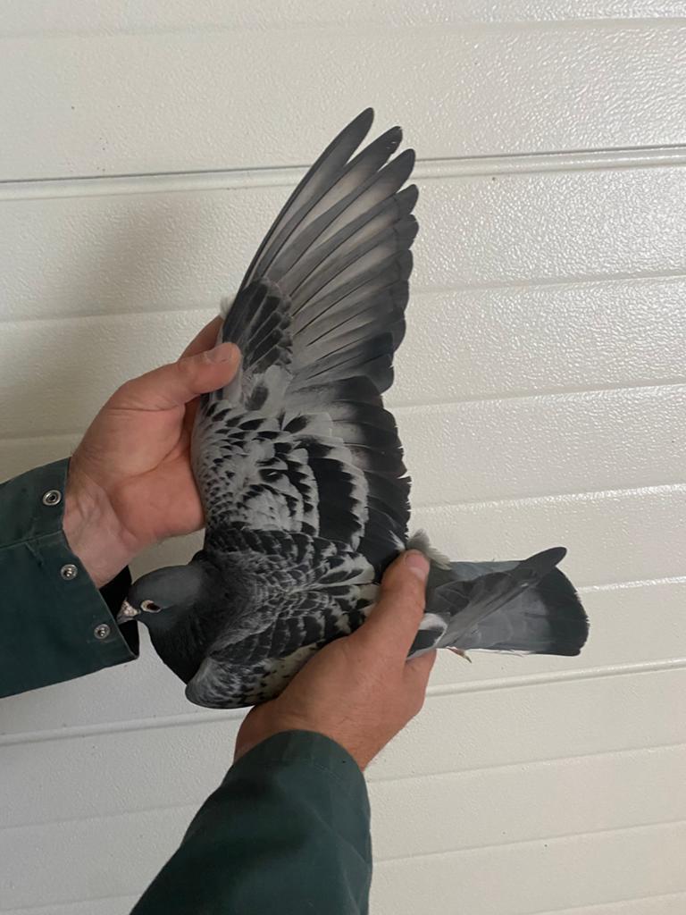 Cock 2021 : Janssens Brothers Arendonk, Animaux & Accessoires, Oiseaux | Pigeons, Mâle, Pigeon voyageur