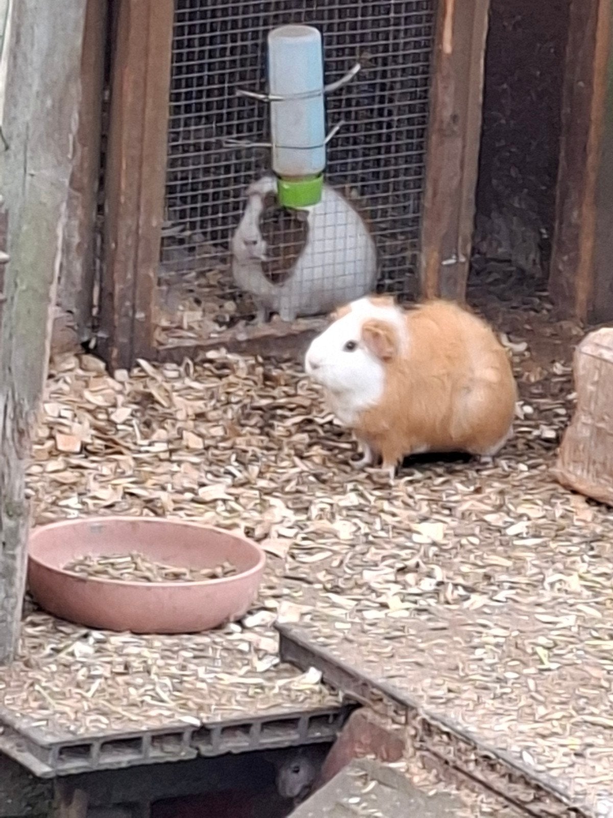 5 cavia s gratiswege