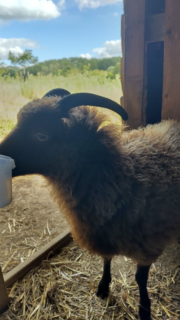 schapen, Femelle, Mouton, 0 à 2 ans