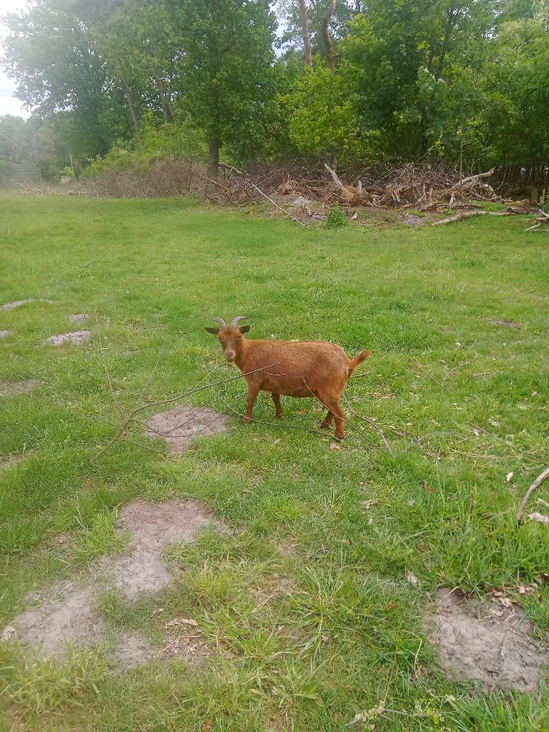 abrikoos, Dieren en Toebehoren, Februari, Vrouwelijk