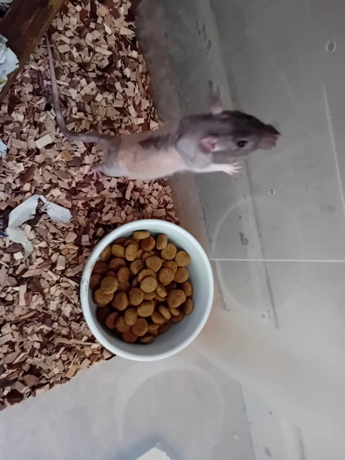 zeer tamme naakt rat, Dieren en Toebehoren, Overige soorten, Tam, 0 tot 2 jaar