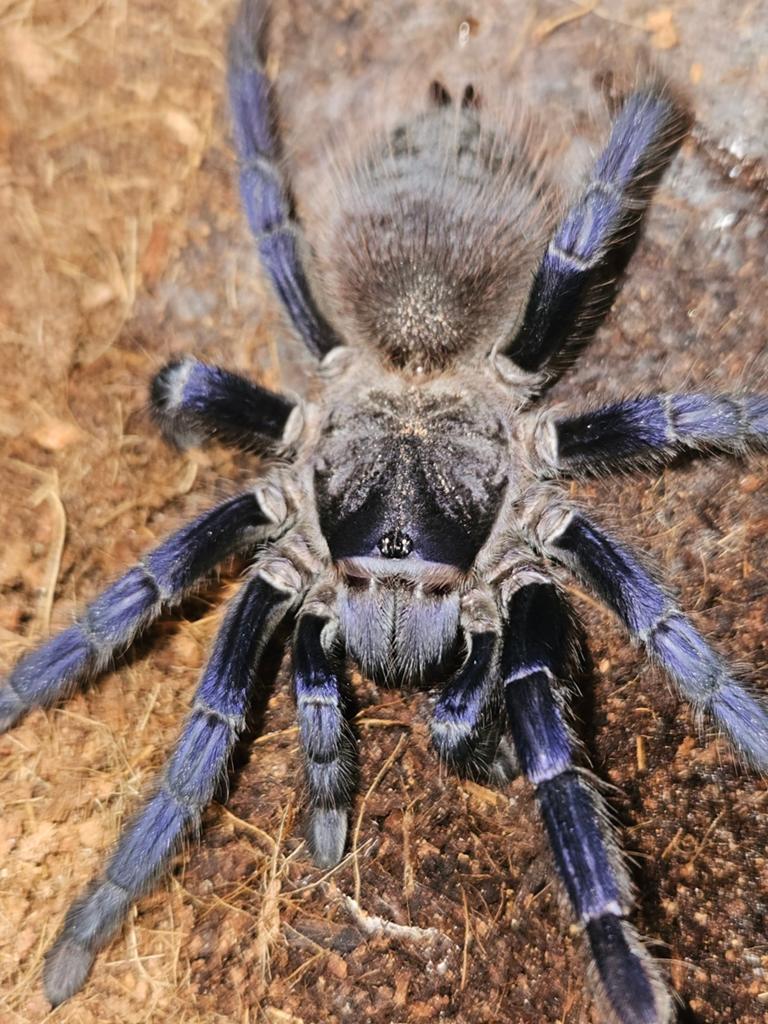 Vrouw Lasiocyano sazimai adult, Dieren en Toebehoren, Insecten en Spinnen