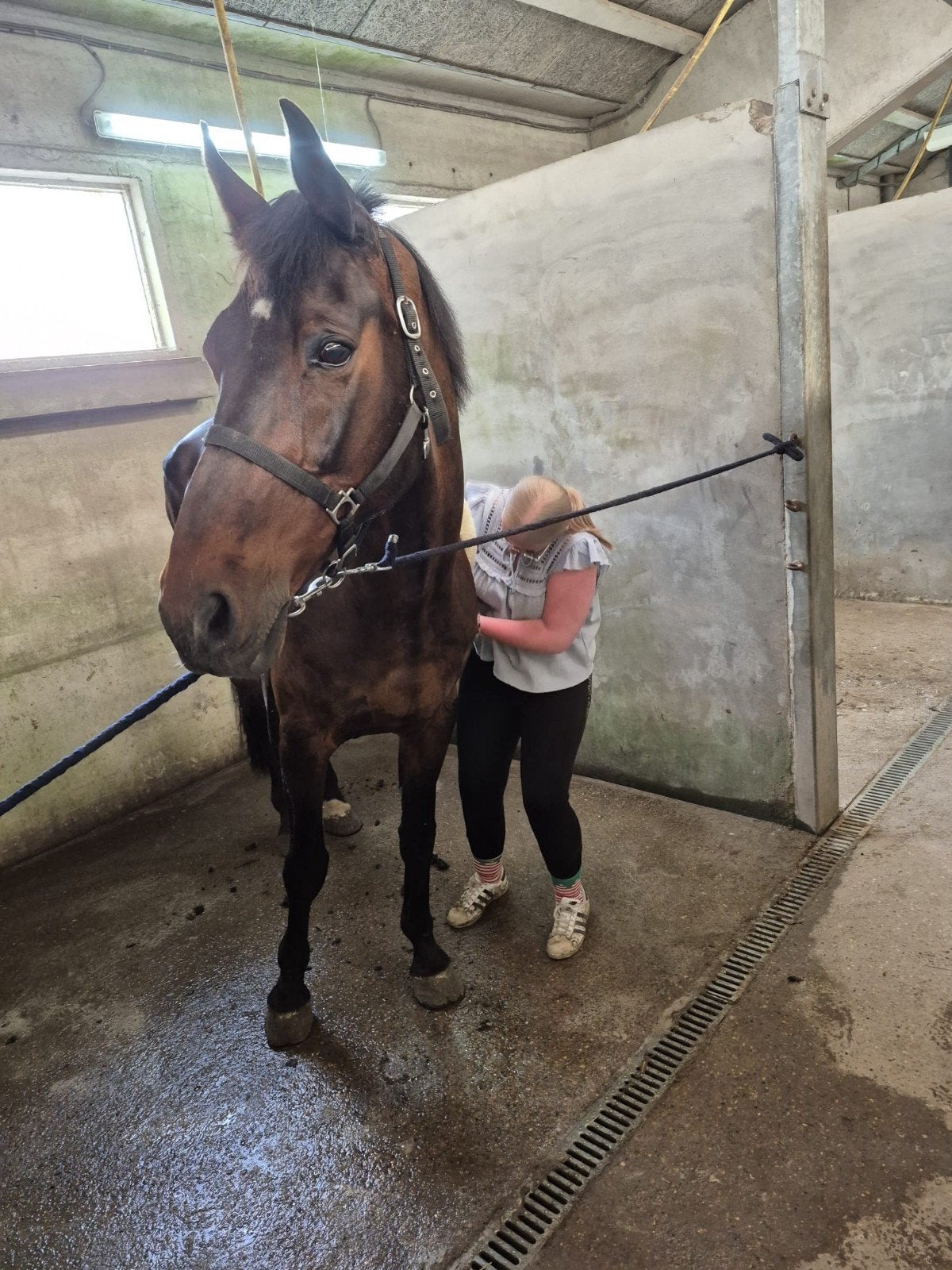 Kwpn ruin, Dieren en Toebehoren, Paarden, Ruin, Zadelmak, 170 tot 175 cm, 11 jaar of ouder, Recreatiepaard, Gechipt, Ontwormd