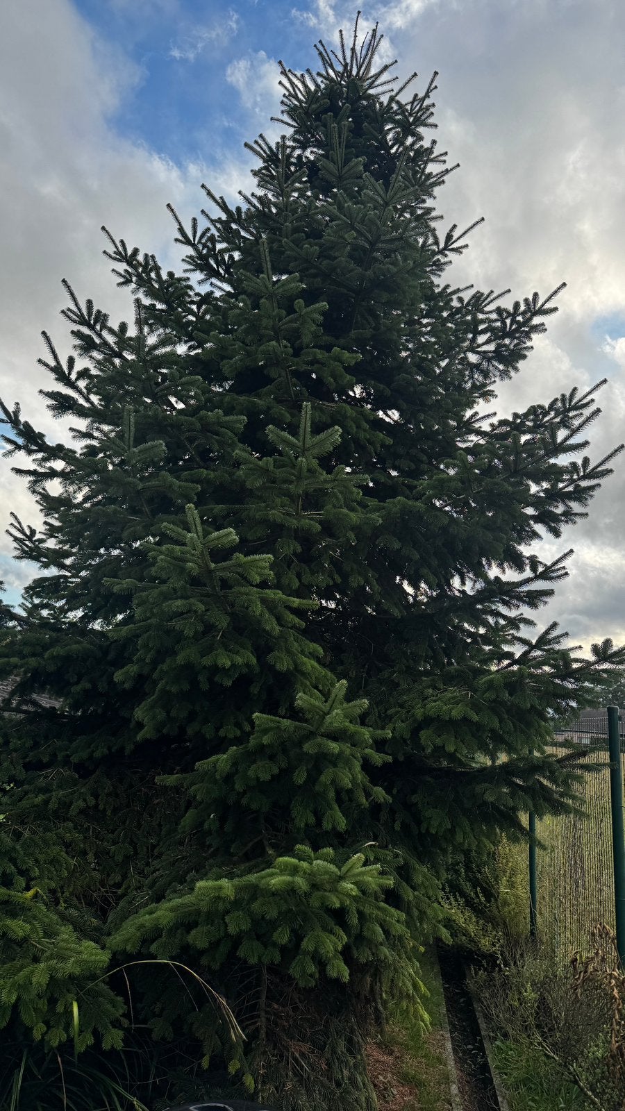 Dennenboom, Tuin en Terras, Ophalen, 400 cm of meer