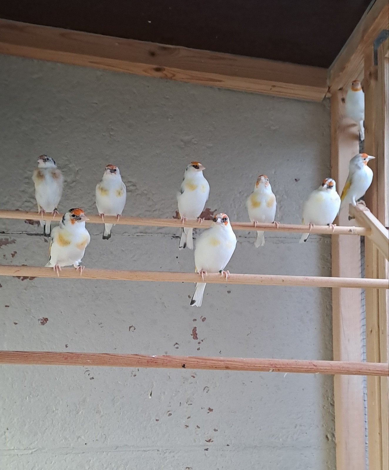 bonte putters., Dieren en Toebehoren, Wildzangvogel