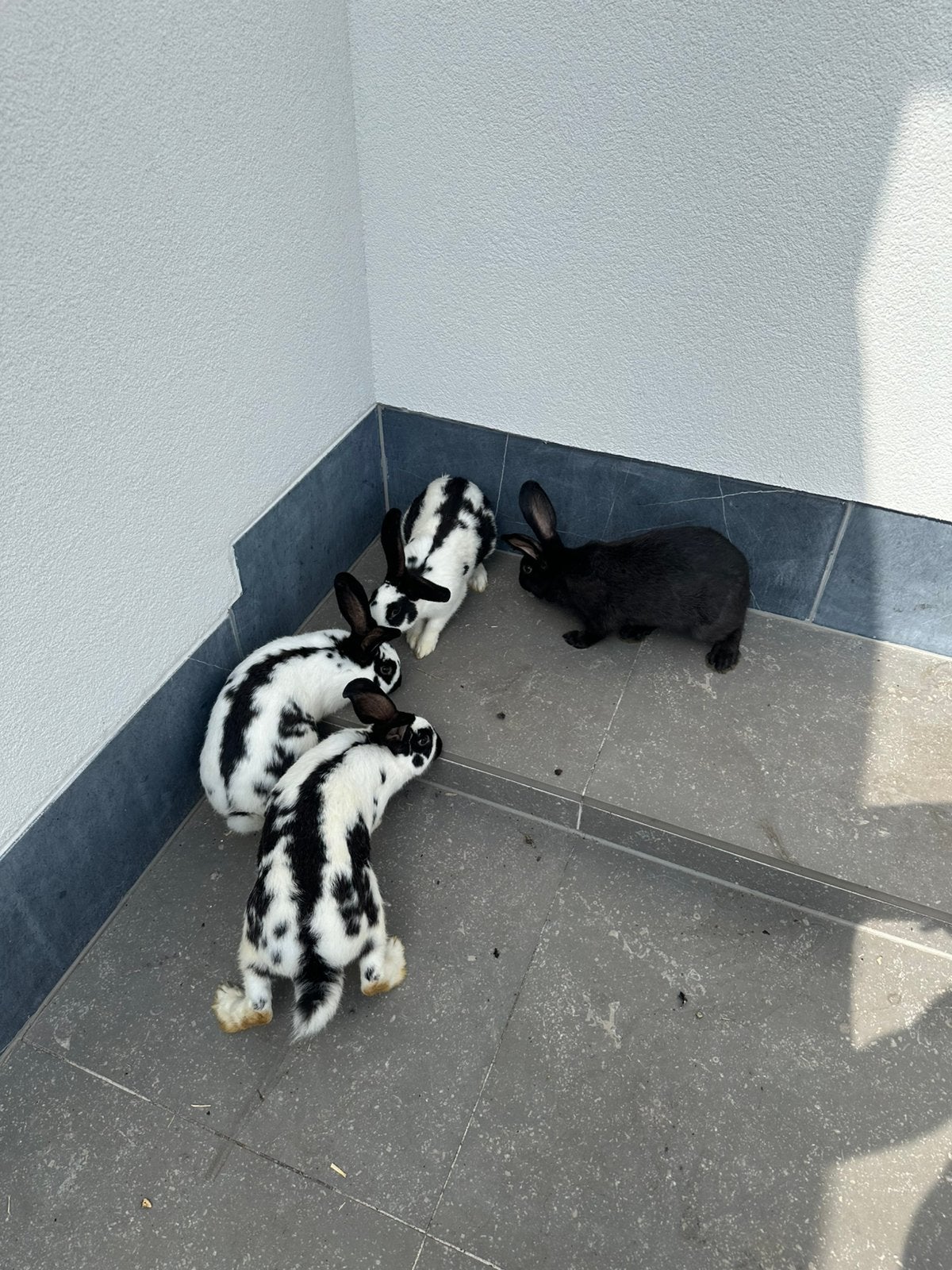 Vleeskonijn, Dieren en Toebehoren, Konijnen