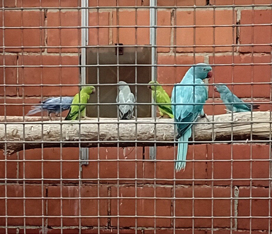 Halsband parkieten