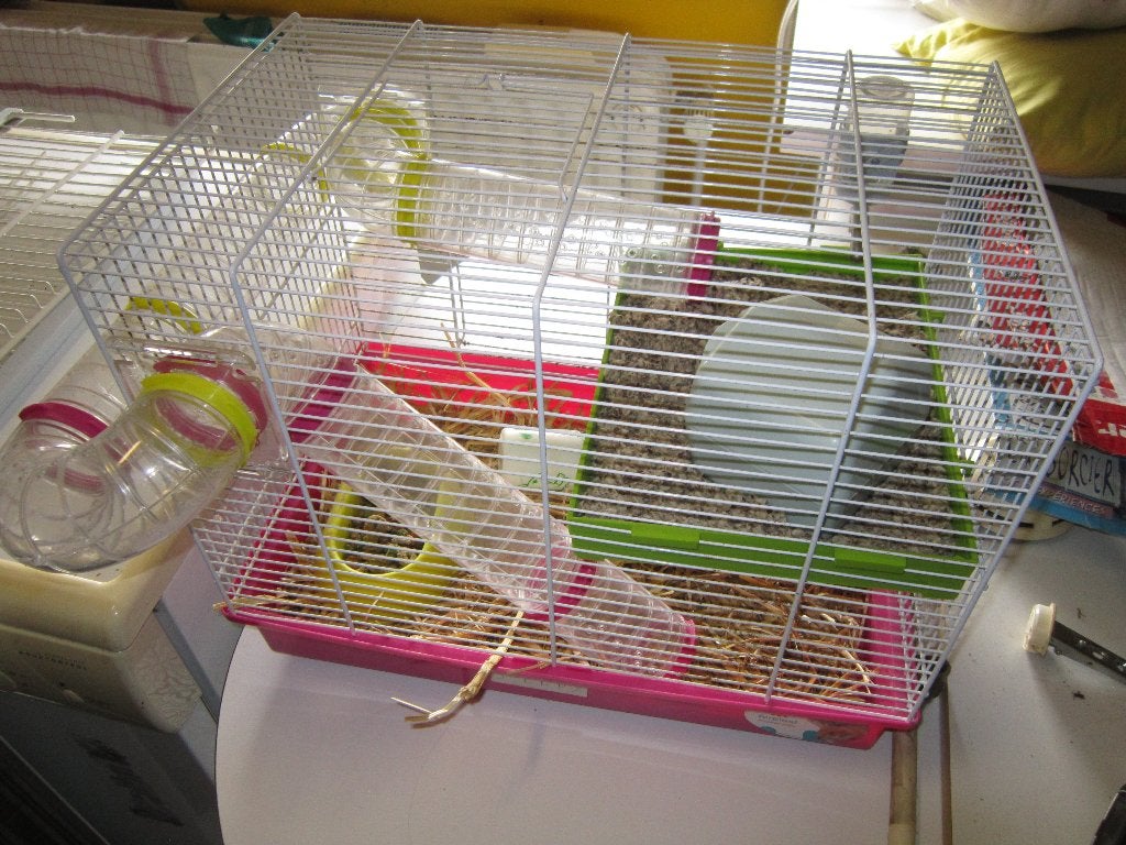 Cage hamster Adam D, Enlèvement, Utilisé, Cage, Hamster