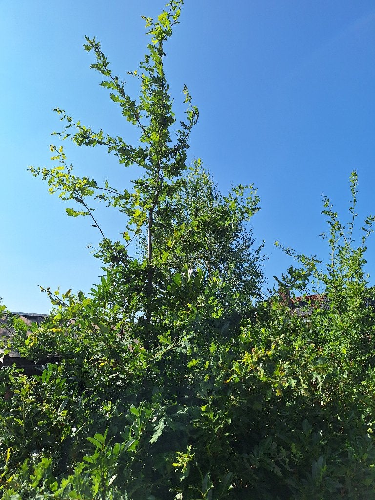 Eik (boom), Tuin en Terras, Planten | Bomen, Ophalen, Overige soorten, 250 tot 400 cm