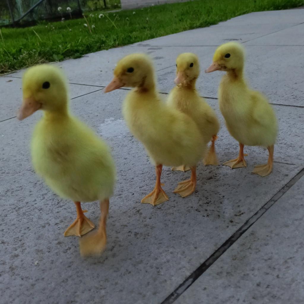 Kuikens van witte Indische loopeenden, Dieren en Toebehoren, Pluimvee, Geslacht onbekend