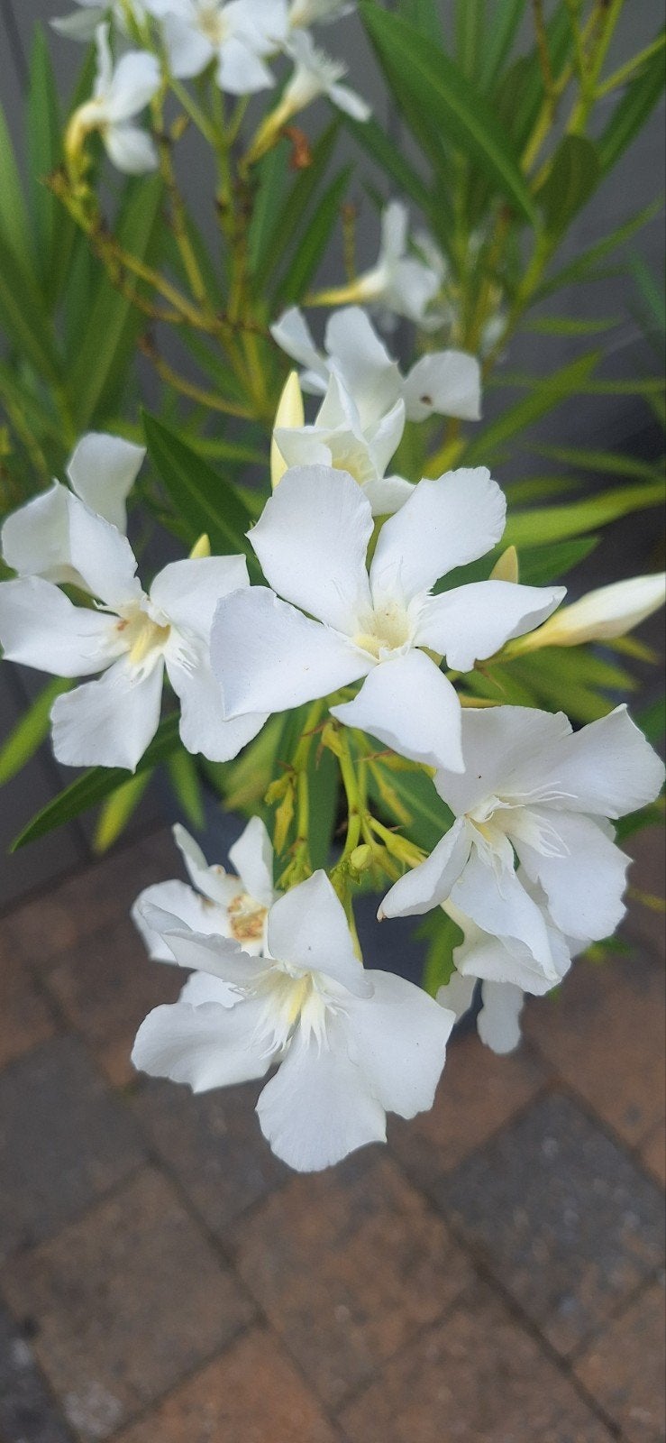 witte oleander plant in pot, Tuin en Terras, Ophalen