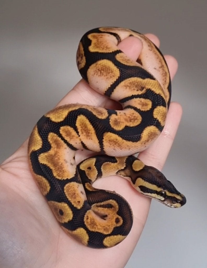0.1 calico enchi special (od) 66% het clown, Dieren en Toebehoren