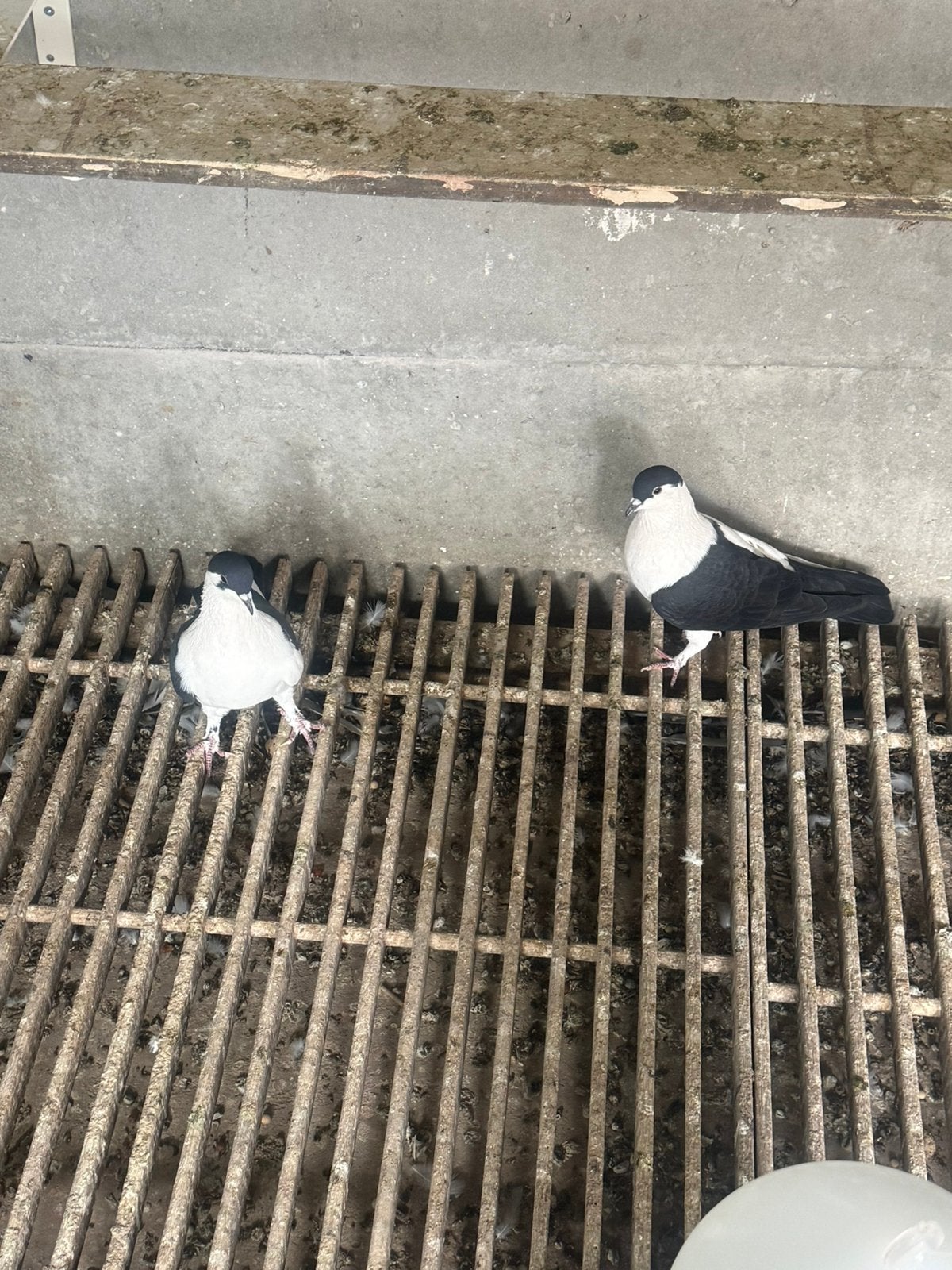 Duiven, Dieren en Toebehoren, Vogels | Duiven