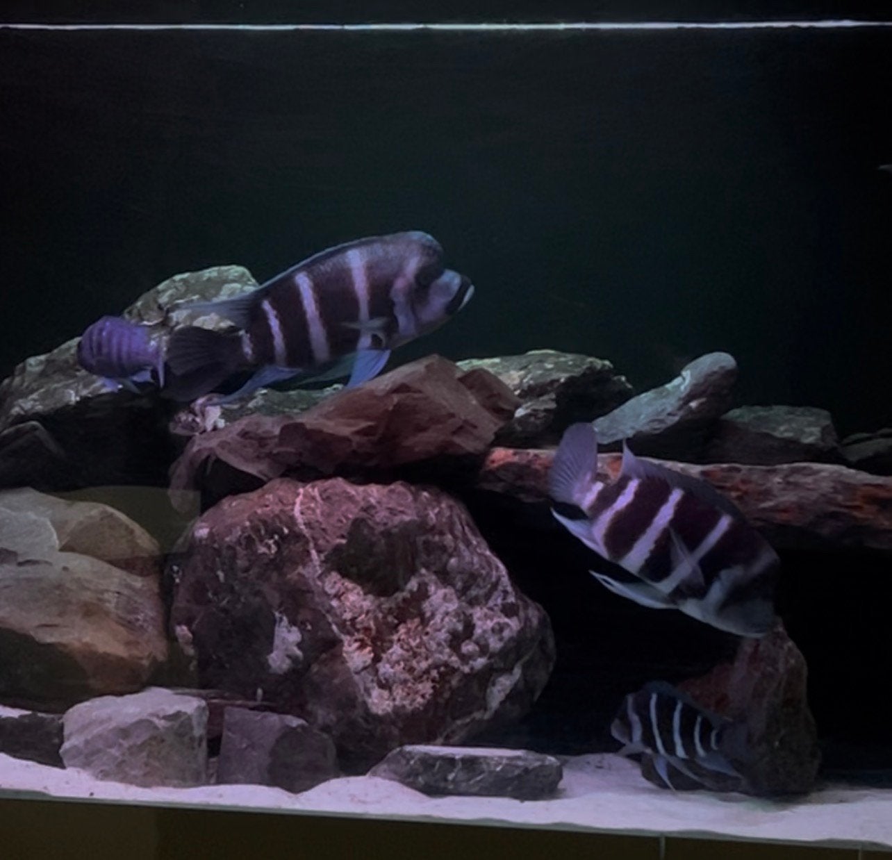 Kweekgroep Frontosa blue Zaire Moba, Dieren en Toebehoren