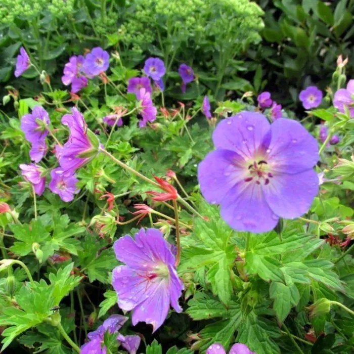 Geranium rozanne, Tuin en Terras, Planten | Tuinplanten, Ophalen, Vaste plant, Halfschaduw