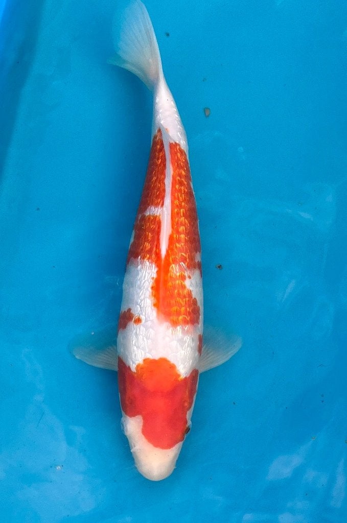 Grand tosaï : Ginrin Kohaku 33 cm, Carpe ou Koï