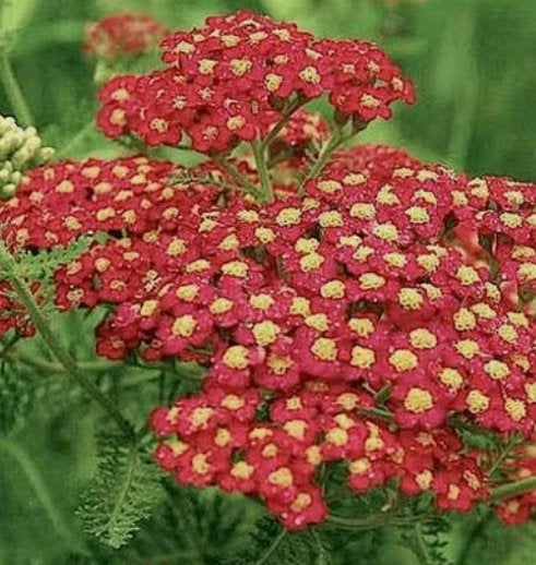 Achillea millefolium 'Paprika', Tuin en Terras, Ophalen, Zomer, Vaste plant, Volle zon