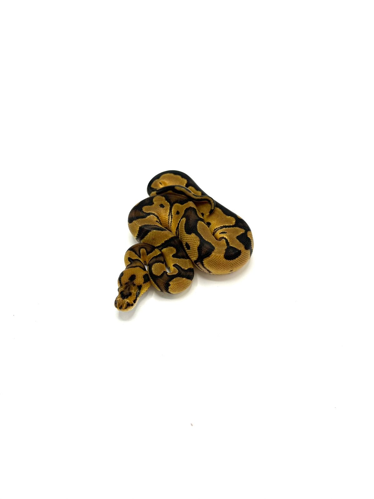 Diverse Python regius - koningspythons Ball Python photo 15